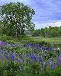 Click to see Y-JG-Z6-1585-MOD.JPG