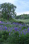 Click to see Y-JG-Z6-1585.JPG