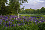 Click to see Y-JG-Z6-1634-MOD.JPG