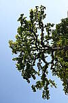 Click to see Y-JG-Z6-24-70-F2-8-0713.JPG