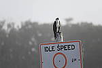 Click to see Y-WB-Z6-DSC_0025.JPG
