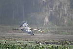Click to see Y-WB-Z6-DSC_0063.JPG