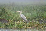 Click to see Y-WB-Z6-DSC_0069.JPG