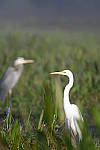 Click to see Y-WB-Z6-DSC_0082.JPG