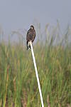 Click to see Y-WB-Z6-DSC_0107.JPG