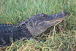 Click to see Y-WB-Z6-DSC_0148.JPG
