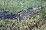 Click to see Y-WB-Z6-DSC_0154.JPG