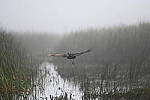 Click to see Y-WB-Z6-DSC_0230.JPG