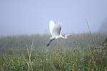 Click to see Y-WB-Z6-DSC_0252.JPG
