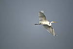 Click to see Y-WB-Z6-DSC_0264.JPG