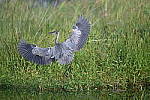 Click to see Y-WB-Z6-DSC_0269.JPG