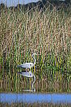 Click to see Y-WB-Z6-DSC_0290.JPG