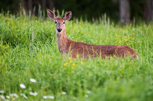 Nikon Z6 Review: Field Test -- Gallery Image