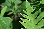 Click to see Y-JG-Z7-II-105-MC-0010.JPG
