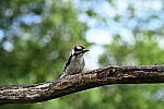 Click to see Y-JG-Z7-II-105-MC-0315.JPG
