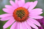 Click to see Y-JG-Z7-II-105-MC-0321.JPG