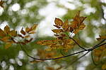 Click to see Y-JG-Z7-II-50-F1-2-1588.JPG