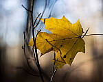Click to see Y-JG-Z7-II-50-F1-2-2239-MOD.JPG