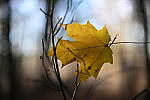 Click to see Y-JG-Z7-II-50-F1-2-2239.JPG