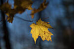 Click to see Y-JG-Z7-II-50-F1-2-2261-MOD.JPG