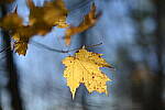 Click to see Y-JG-Z7-II-50-F1-2-2261.JPG