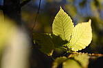 Click to see Y-JG-Z7-II-50-F1-2-2266.JPG