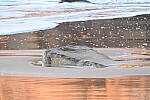 Click to see Y-JG-Z7-II-Z-100-400-1342.JPG