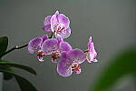Click to see Y-JG-Z7-II-Z-100-400-1526.JPG