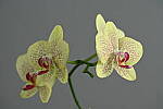 Click to see Y-JG-Z7-II-Z-100-400-1530.JPG