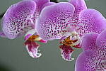 Click to see Y-JG-Z7-II-Z-100-400-1532.JPG