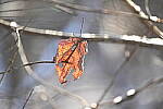 Click to see Y-JG-Z7-II-Z400-0317.JPG
