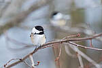 Click to see Y-Z7-II-JG-1472-MOD.JPG