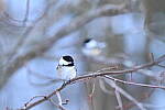 Click to see Y-Z7-II-JG-1472.JPG