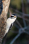 Click to see Y-Z7-II-JG-1589-MOD.JPG