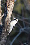 Click to see Y-Z7-II-JG-1589.JPG