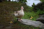 Click to see Y-BETA-DSC_0814.JPG