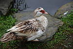 Click to see Y-BETA-DSC_0822.JPG