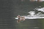 Click to see Y-BETA-DSC_0853.JPG