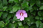 Click to see Y-BETA-DSC_0990.JPG