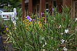 Click to see Y-BETA-DSC_1014.JPG