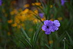 Click to see Y-BETA-DSC_1021.JPG