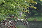 Click to see Y-BETA-DSC_1103.JPG