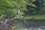 Click to see Y-BETA-DSC_1106.JPG