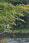 Click to see Y-BETA-DSC_1117.JPG