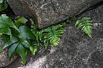 Click to see Y-BETAb-DSC_0353.JPG