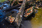 Click to see Y-JG-DSC-1384-MOD.JPG