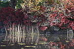 Click to see Y-JG-DSC-1452.JPG