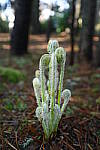 Click to see Y-JG-NIKON-14-30-4812.JPG