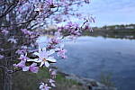 Click to see Y-JG-NIKON-14-30-4872.JPG