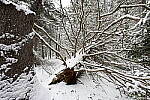 Click to see Y-JG-Z7-NIKON-14-24-0234.JPG